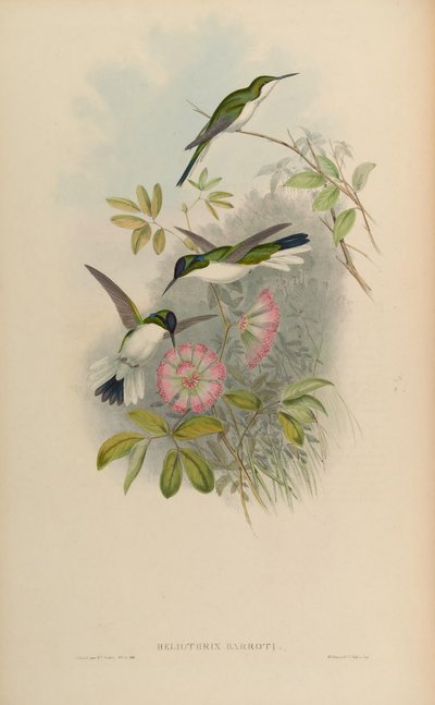 Heliothryx barroti alkotó: John Gould